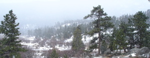 Wooded Mountains of Colorado in Snow